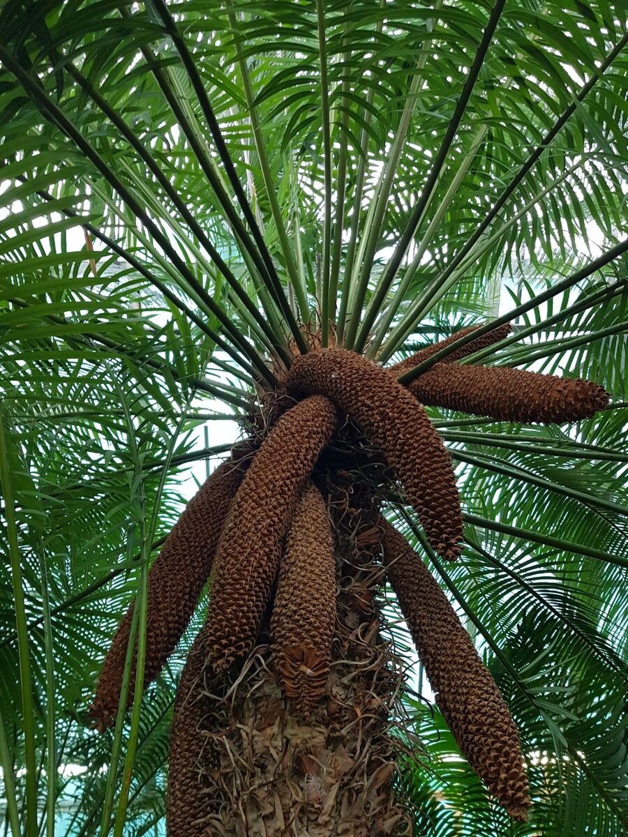 Саговник (ровесник динозавра)