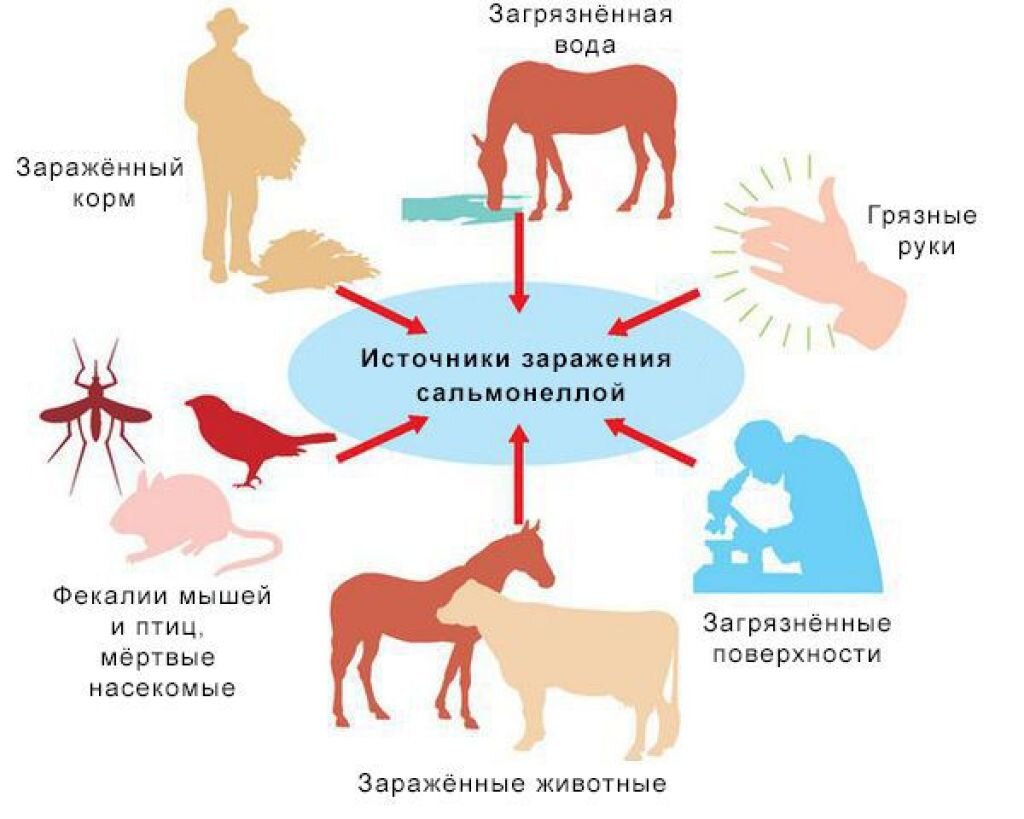 Источником заболевания являются животные
