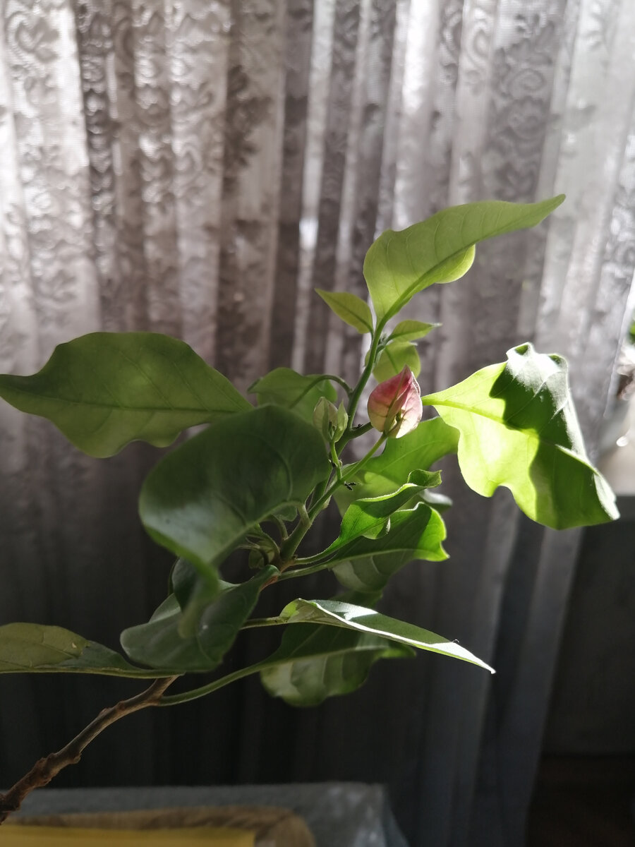Конечно, бугенвиллею не в подъезд. Она уже у новой хозяйки! 😊