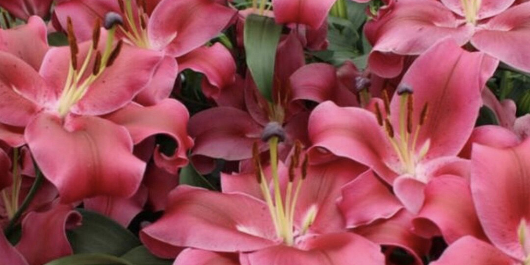 Топ 10 морозостойких лилий для Сибири!