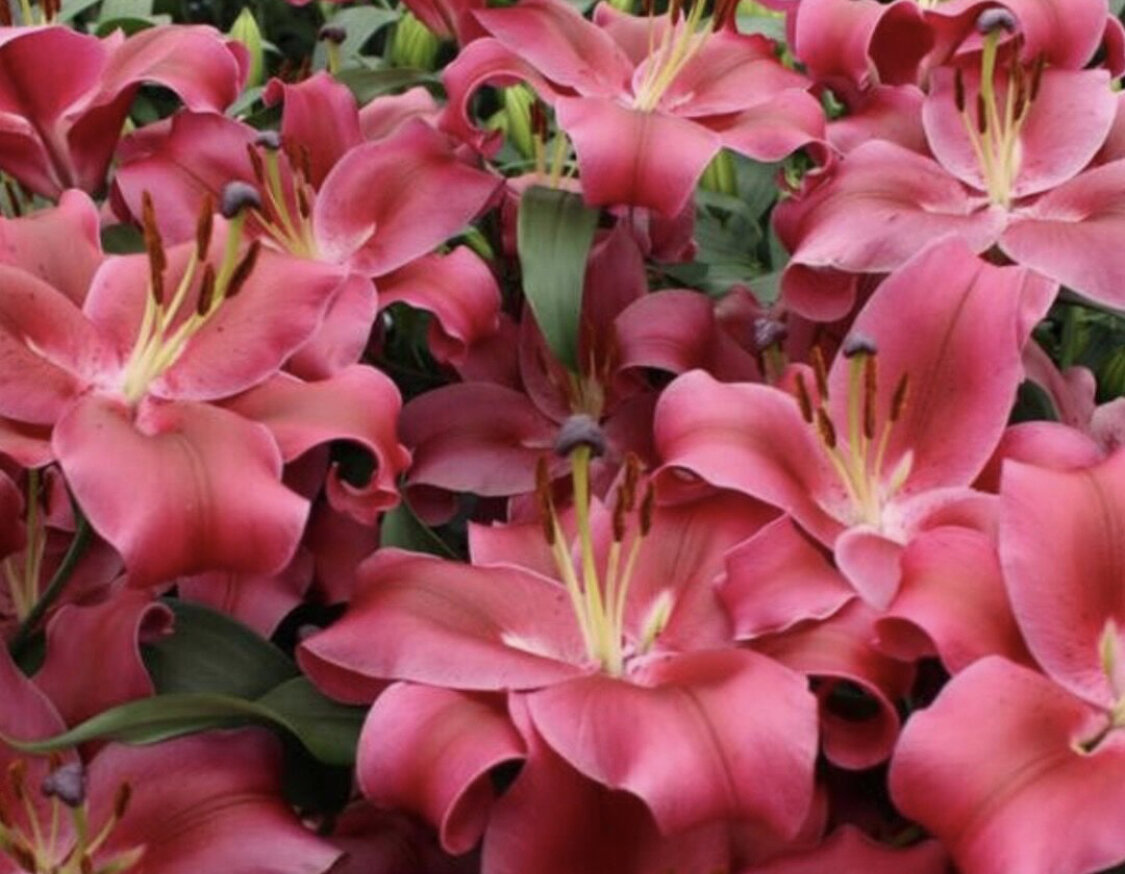 ТАЧСТОУН 200р ОТ гибрид морозостойкость -37С ВЫСОТА 130-150см ЭКСТРА-КРУПНЫЕ ЦВЕТЫ