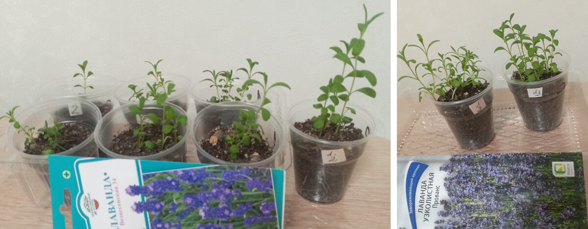 Вот такими они выросли очаровашками)))   Фото из личного архива автора