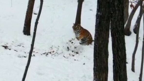     В Приморском Сафари-парке краснокнижная кошка накатала снежный ком. В минувшее воскресенье, 12 марта, в Шкотовском районе выпало много снега, и хищник решил поразвлечься. Детские зимние забавы хищника попали в объектив камеры наблюдения.