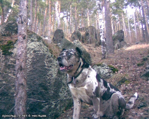 Со слов хозяина метис САО и немецкого дога