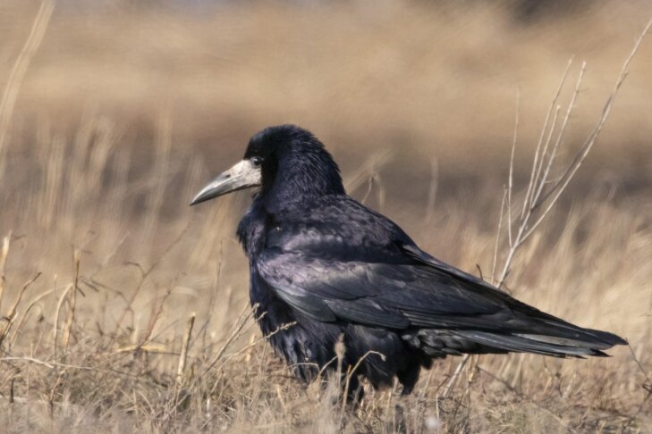    фото Дениса Жбира