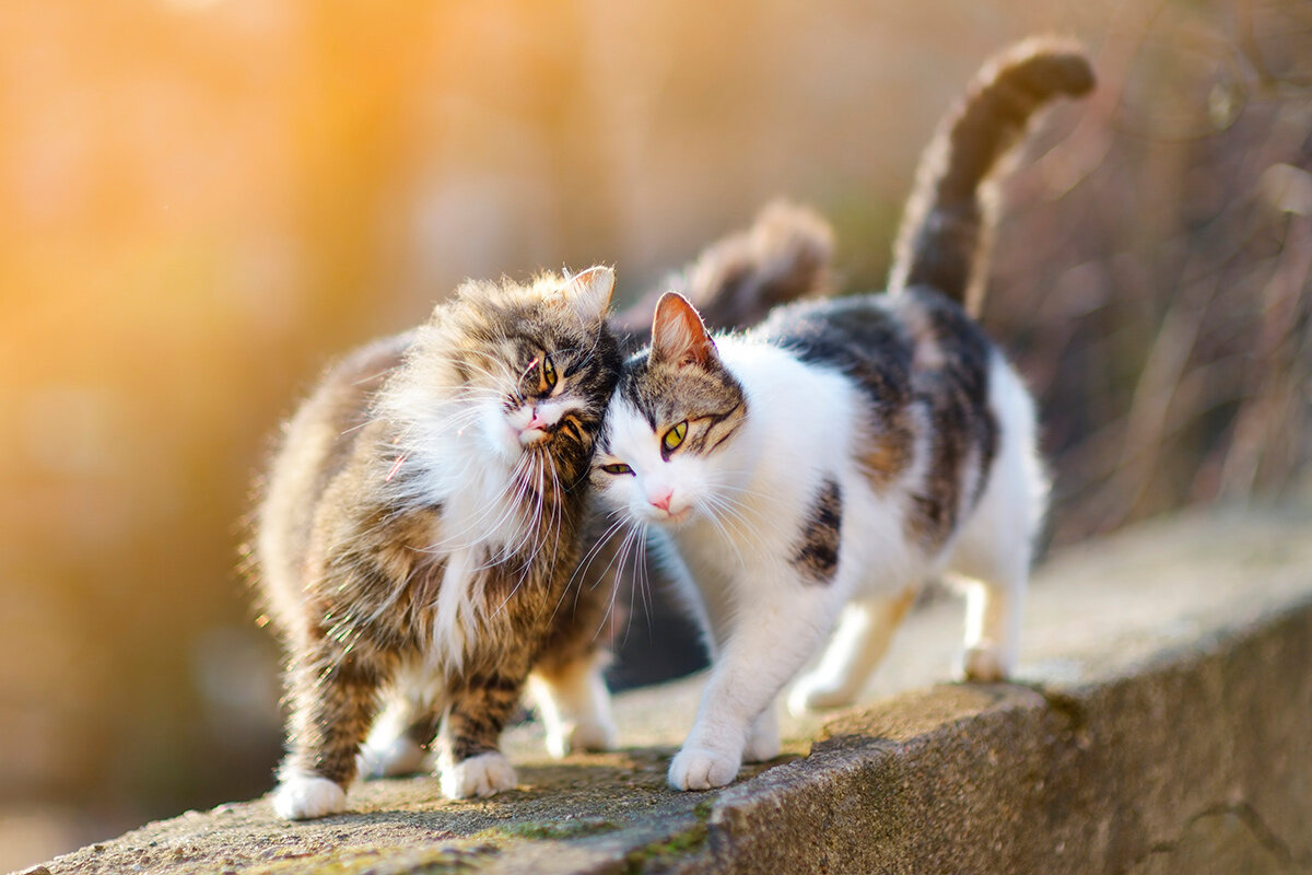    Фото: MNStudio / Shutterstock.com