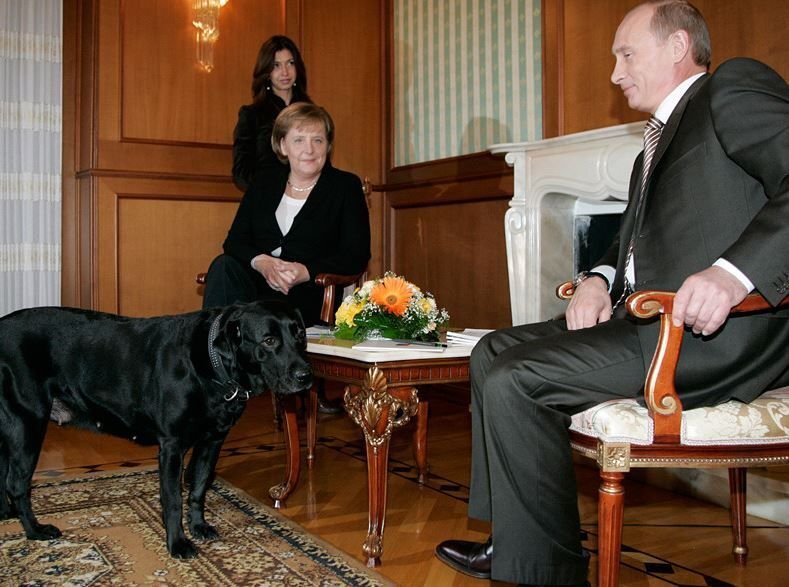      Любимая собака президента Путина, лабрадор Кони