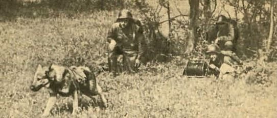      Собака связист тащит кабель, прокладывая связь