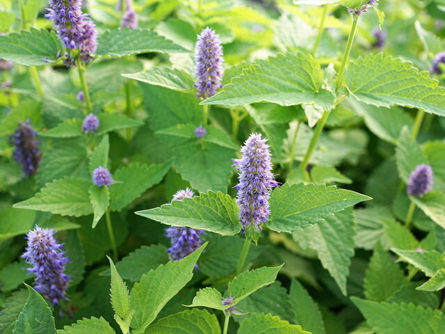 Мята перечная. Фото с сайта pixabay.com