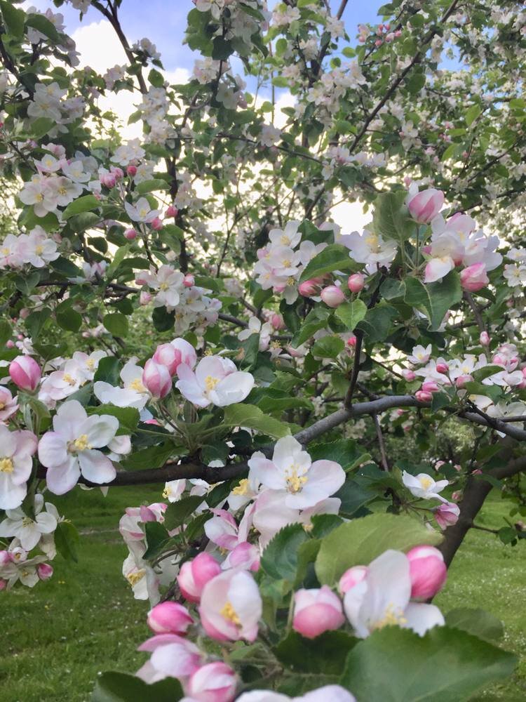 Весенние цветы соответствуют образу и характеру богини Лели