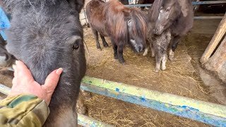 Чем ближе к вечеру, ТЕМ ГРОМЧЕ над зоопарком КАНОНАДА! Друзья, не пересылайте деньги аферистам!!!