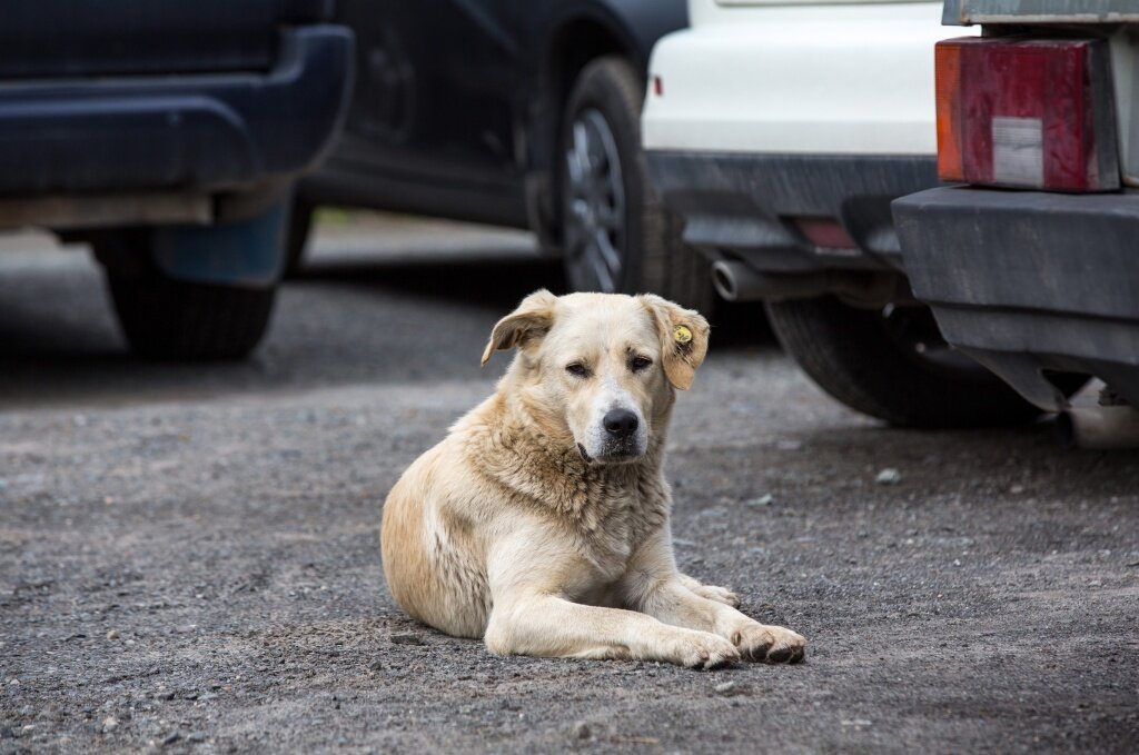    Жители Нижневартовска приютили более 70 бездомных собак