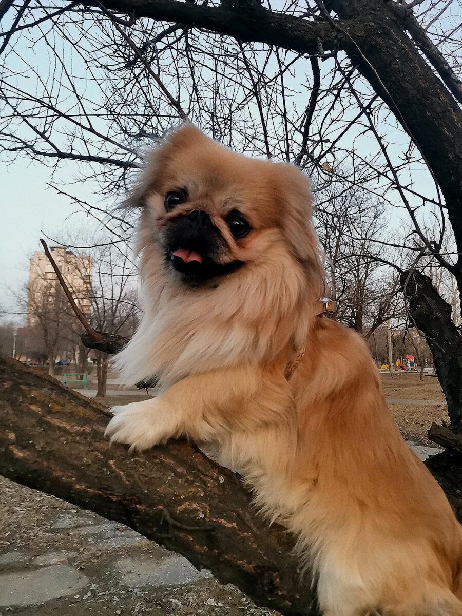 Это мой песик Рикко, он очень игривый, активный.Заходи на канал будем весело😍