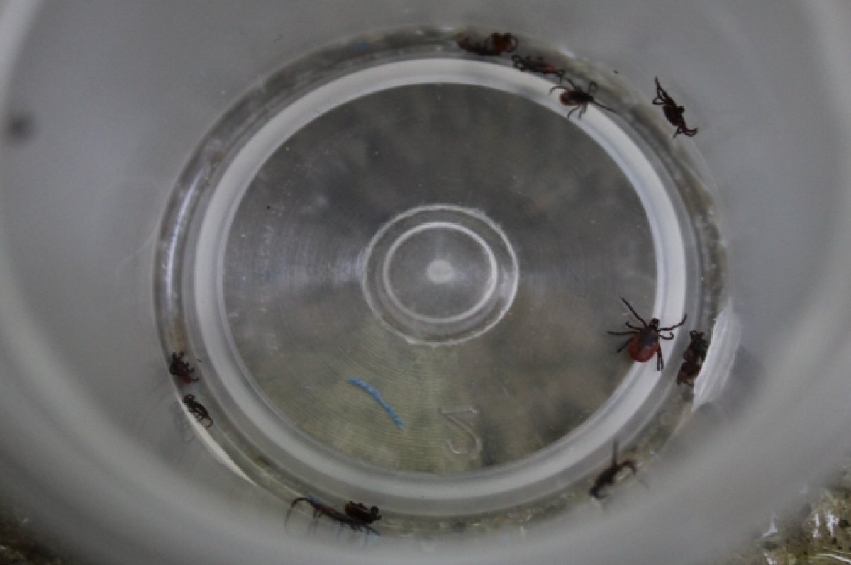    Туляки сообщают, что в регионе уже проснулись клещи