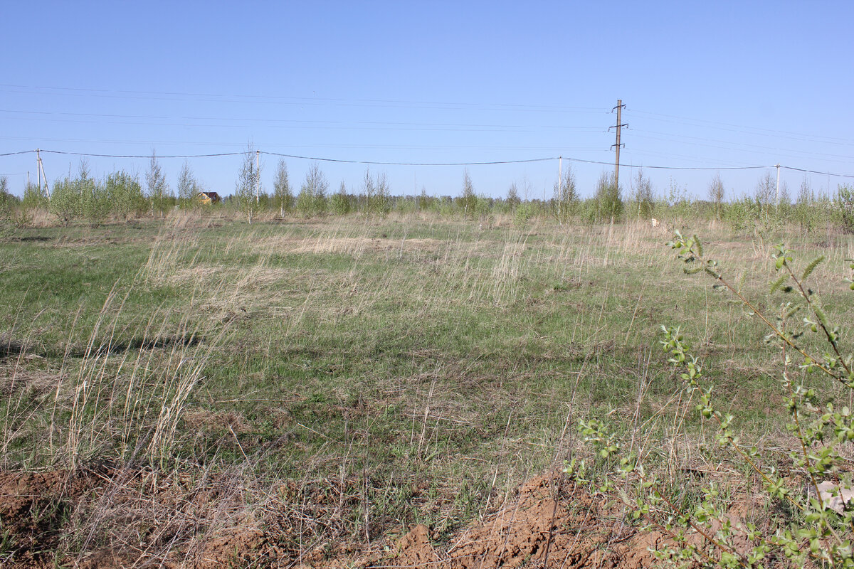 Голое поле с порослью березы