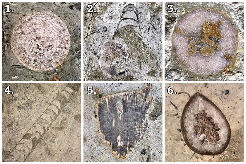 Палеонтологическая где можно увидеть окаменелости, прогулка: 11 мест в петербурге.