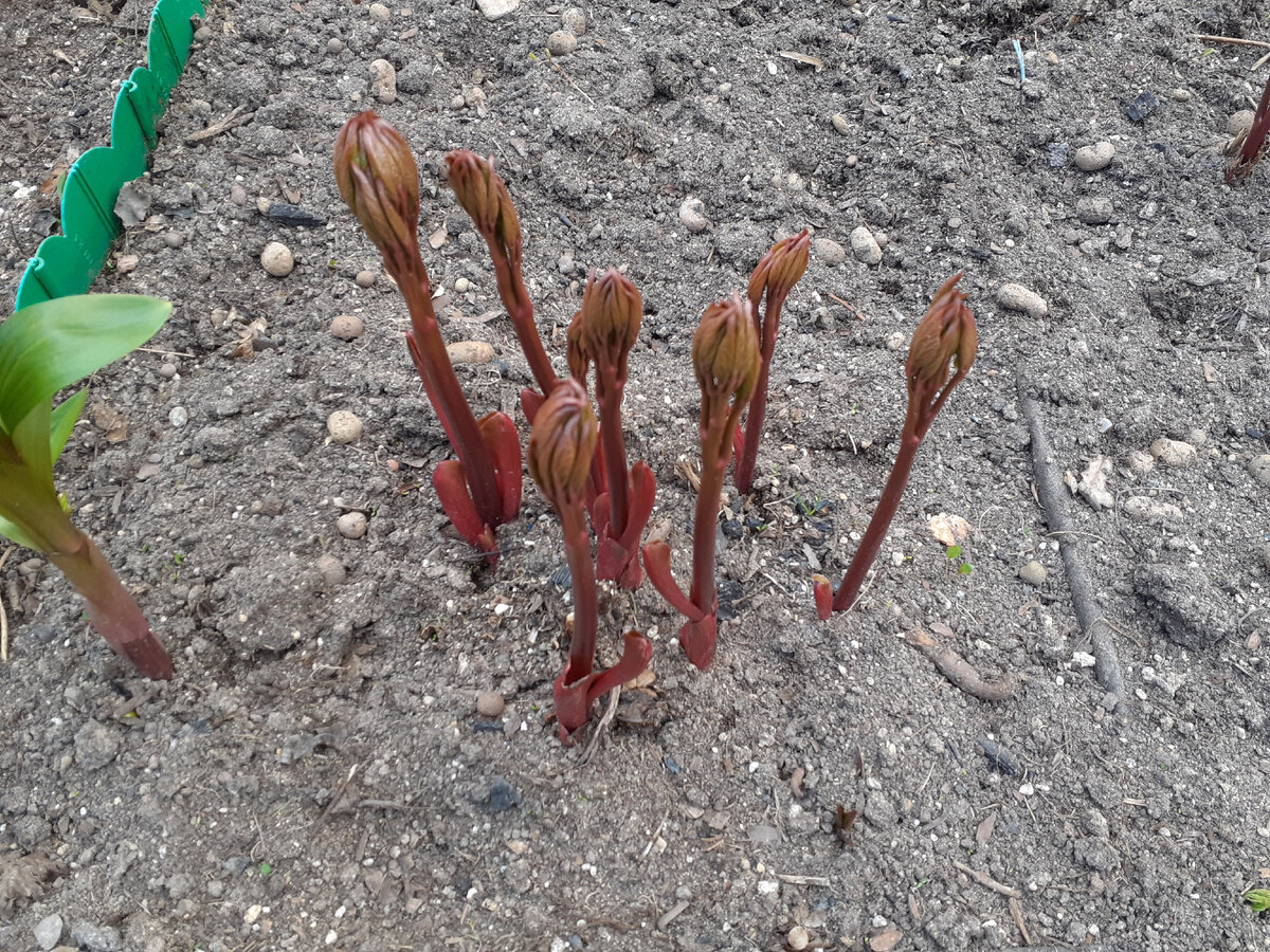 Мои просыпающиеся прошлой весной пионы