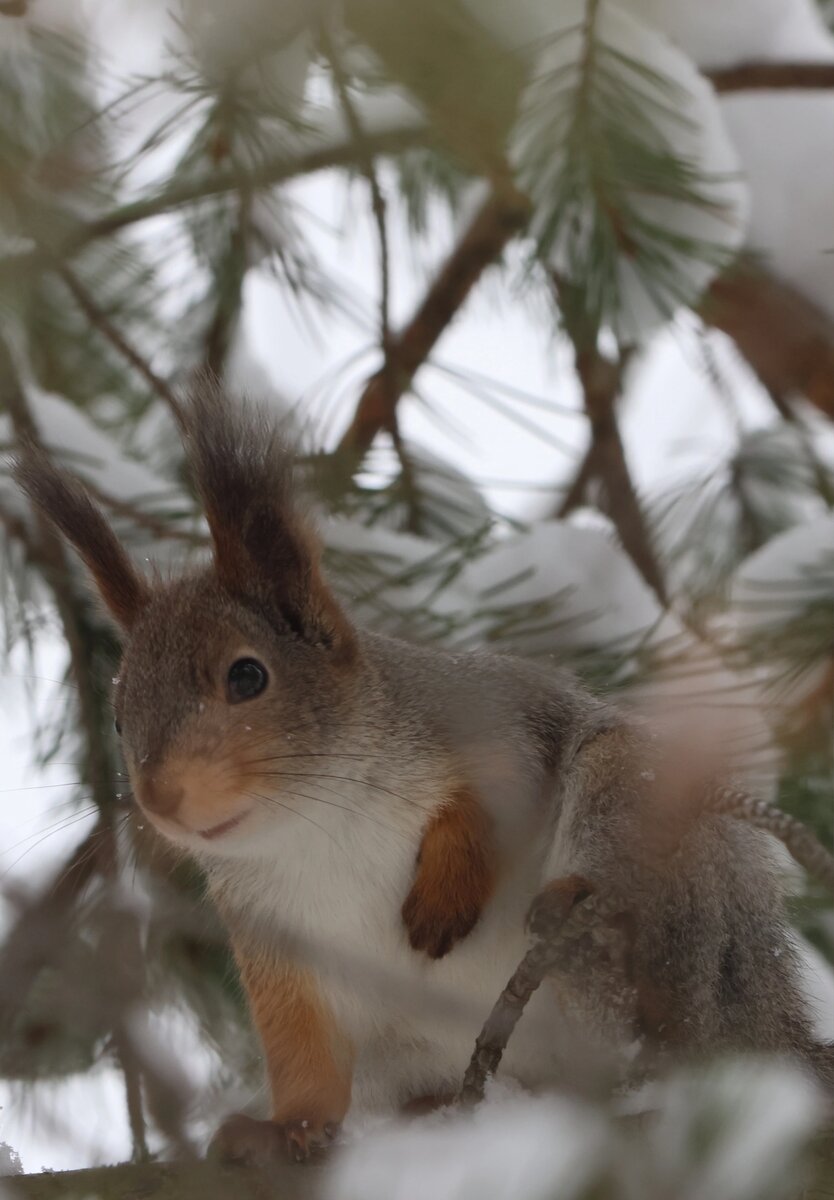 Эта белочка - наша местная лесная фотомодель. Люди её угощают орешками, она за это с удовольствием позирует всем желающим.