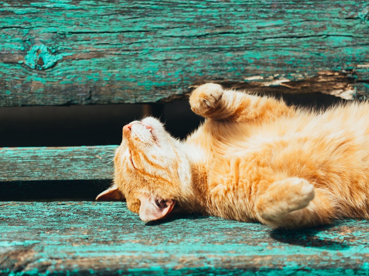 Источник фото: oir.mobi