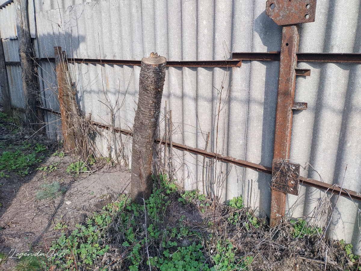 Убрать всю поросль вдоль забора, по возможности, с корнями