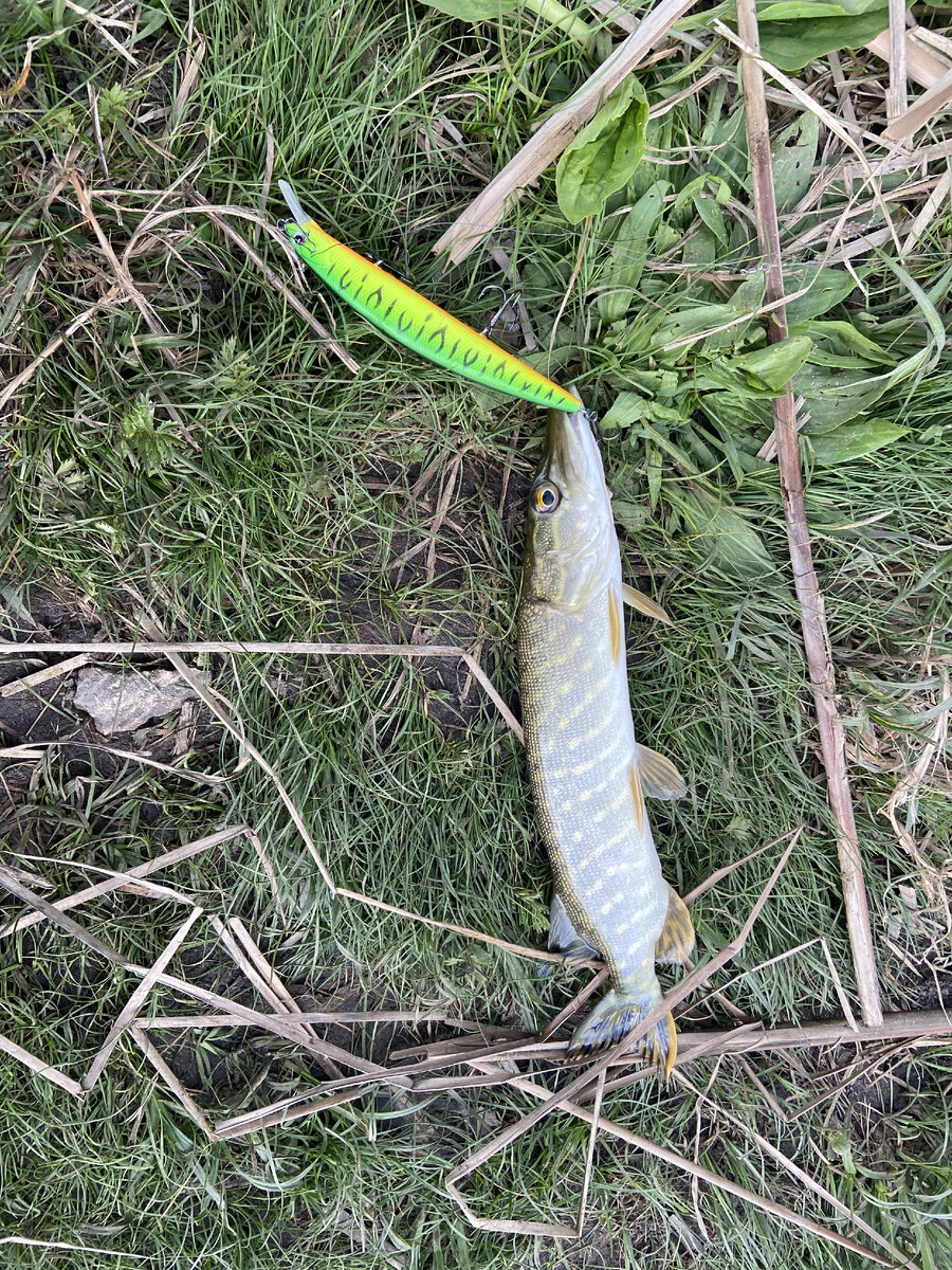 А вот и тот самый шнурок