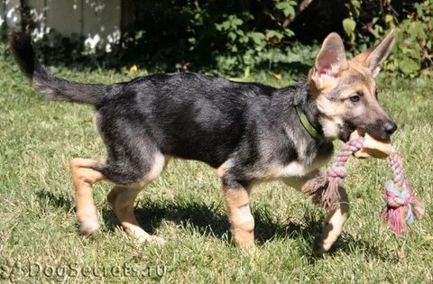 Видимые симптомы дисплазии