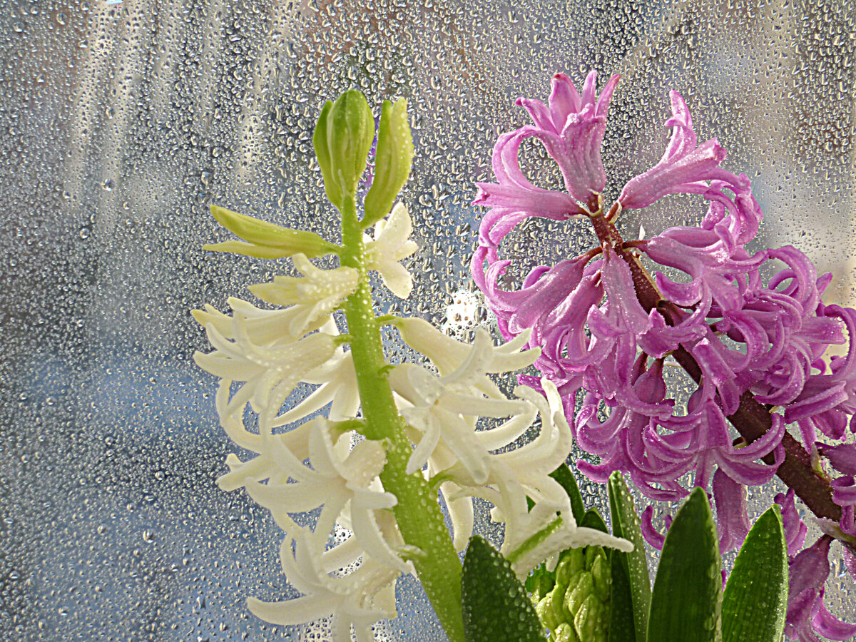 Гиацинты на фоне дождя. Фото Наталии ТРОФИМОВОЙ.