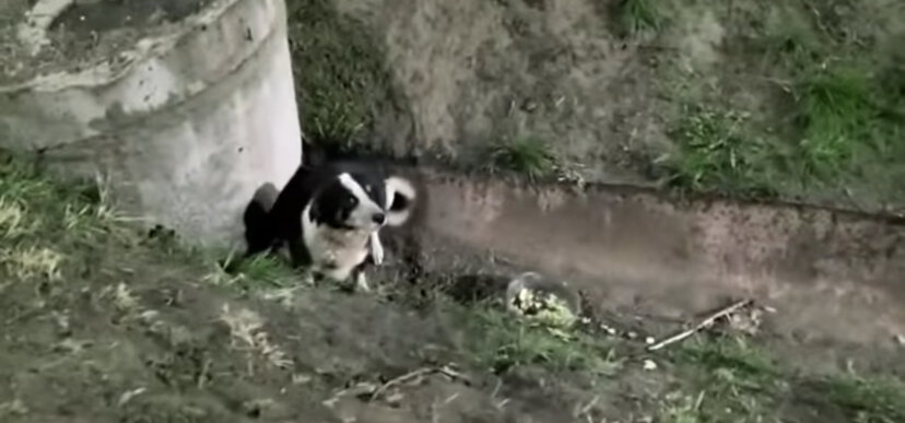 Линочка привела к своим детишкам