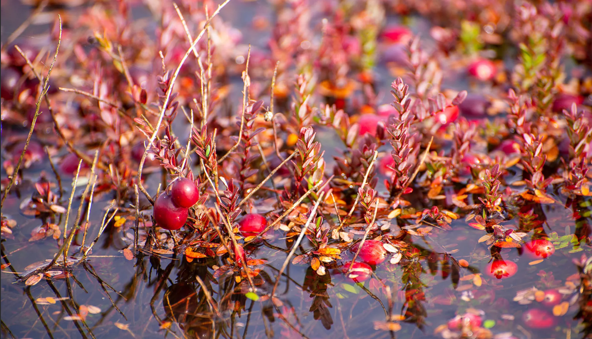 (фото из телекоммуникационной сети Интернет)
