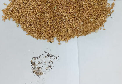    Россельхознадзор запретил вывозить из Оренбуржья 50 тонн зараженной долгоносиком пшеницы Кристина Просвиркина