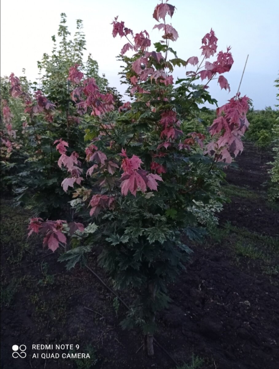 У нас в питомнике растет вот такой красавец декоративный клён.