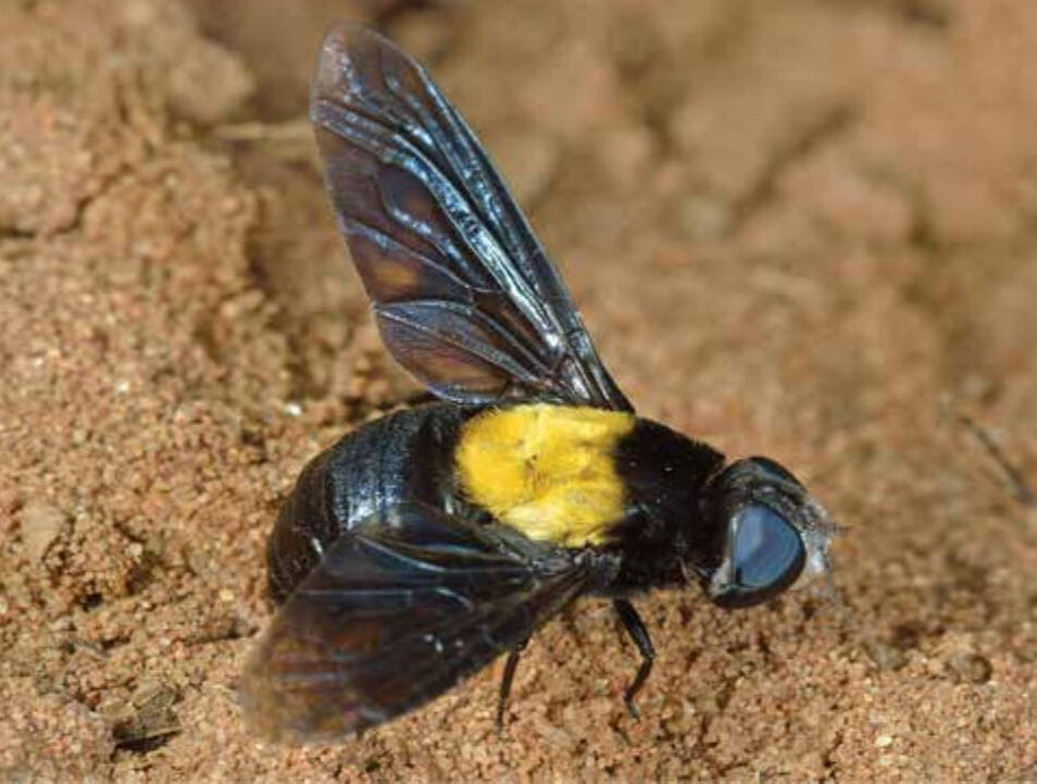 
Улетевший голотип мухи Marleyimyia xylocopae