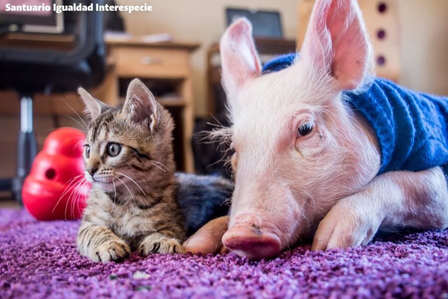 Давным-давно в тихой сельской местности жил маленький котенок по имени Варежка.Он был любопытным и игривым котенком, который любил исследовать окружающий мир. Однажды, исследуя поля, он наткнулся на маленького поросенка по имени Бурька. Сначала Варежка немного не решалась подойти к нему, так как он никогда раньше не видел свиньи. Но подойдя поближе, он понял, что Бурька такой же любопытный и игривый, как и он сам. Вскоре они стали лучшими друзьями.
Варежка и Бурька проводили дни, играя вместе в полях, гоняясь друг за другом и исследуя окружающий мир. Несмотря на различия в размерах и внешности, у них было много общего, и их связывала крепкая дружба.Шли дни, котенок и Бурька стали лучшими друзьями. Они вместе играли, вместе спали и вместе исследовали окрестности. Котенок часто забирался на спину свинки, и свинка носила ее, как гордый родитель. Два животных были неразлучны, и все на скотном дворе могли видеть их дружбу. Однажды фермер заметил, как сблизились котенок и свинка. Он улыбнулся про себя, зная, что принял правильное решение, принеся котенка в сарай. Он смотрел, как два зверька играют, и чувствовал тепло на сердце. Было прекрасно видеть, как два существа из разных миров объединились в дружбе.
Но фермер знал, что котенок со временем вырастет, и ей нужно будет найти свое место в мире. Он не хотел, чтобы ему было одиноко, поэтому решил взять еще одного котенка, чтобы он мог с ним играть. Когда он принес нового котенка в сарай, Бурька разозлился. Он не хотел делить своего друга с кем-то еще. Продолжение следует….

