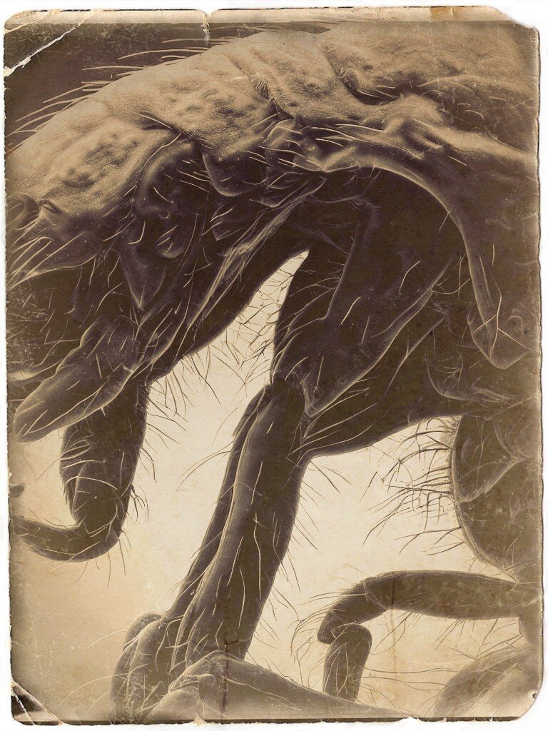 Фото, снятое репортёром С. Рокеттом с помощью супер-микроскопа. Неизвестное существо в капле воды.