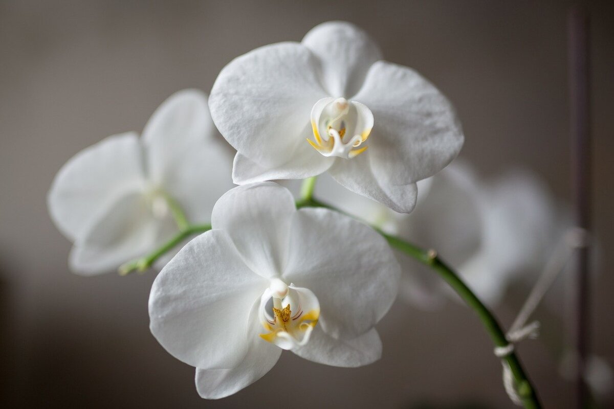 Орхидея Мальмо фисташковая