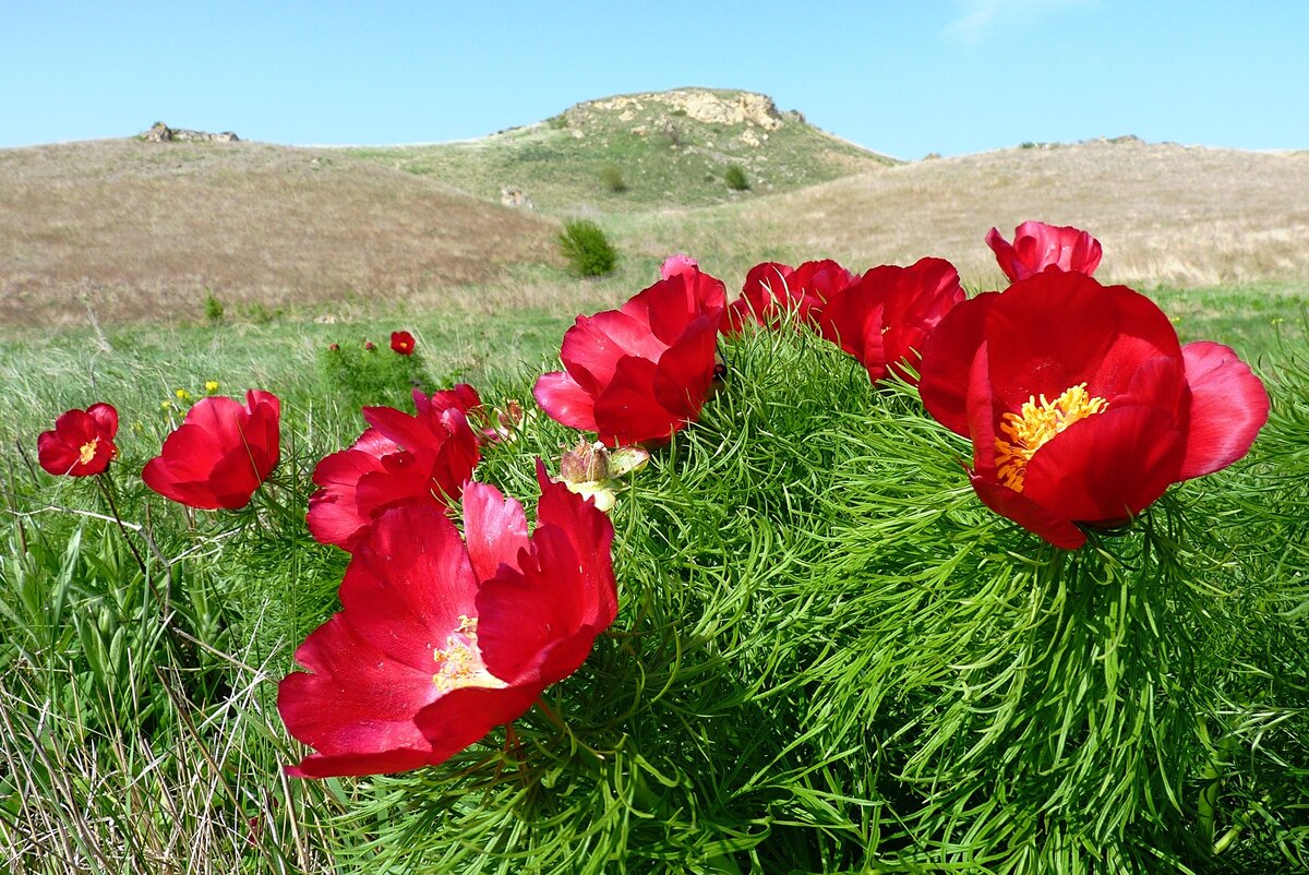 Апрель – это время, когда весна приходит на Кубань окончательно и бесповоротно. На фото - Кубанская степь, украшенная цветущими пионами узколистными (по-народному лохмачами или лазориками).