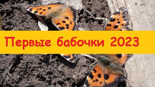 Появились первые бабочки в саду, это так невероятно, что они выжили зимой