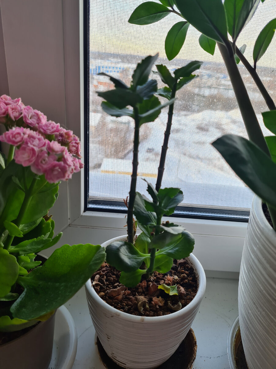 Несчастный уродец