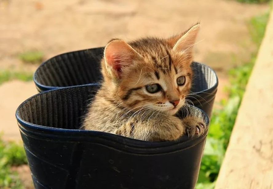 Кот в валенках фото