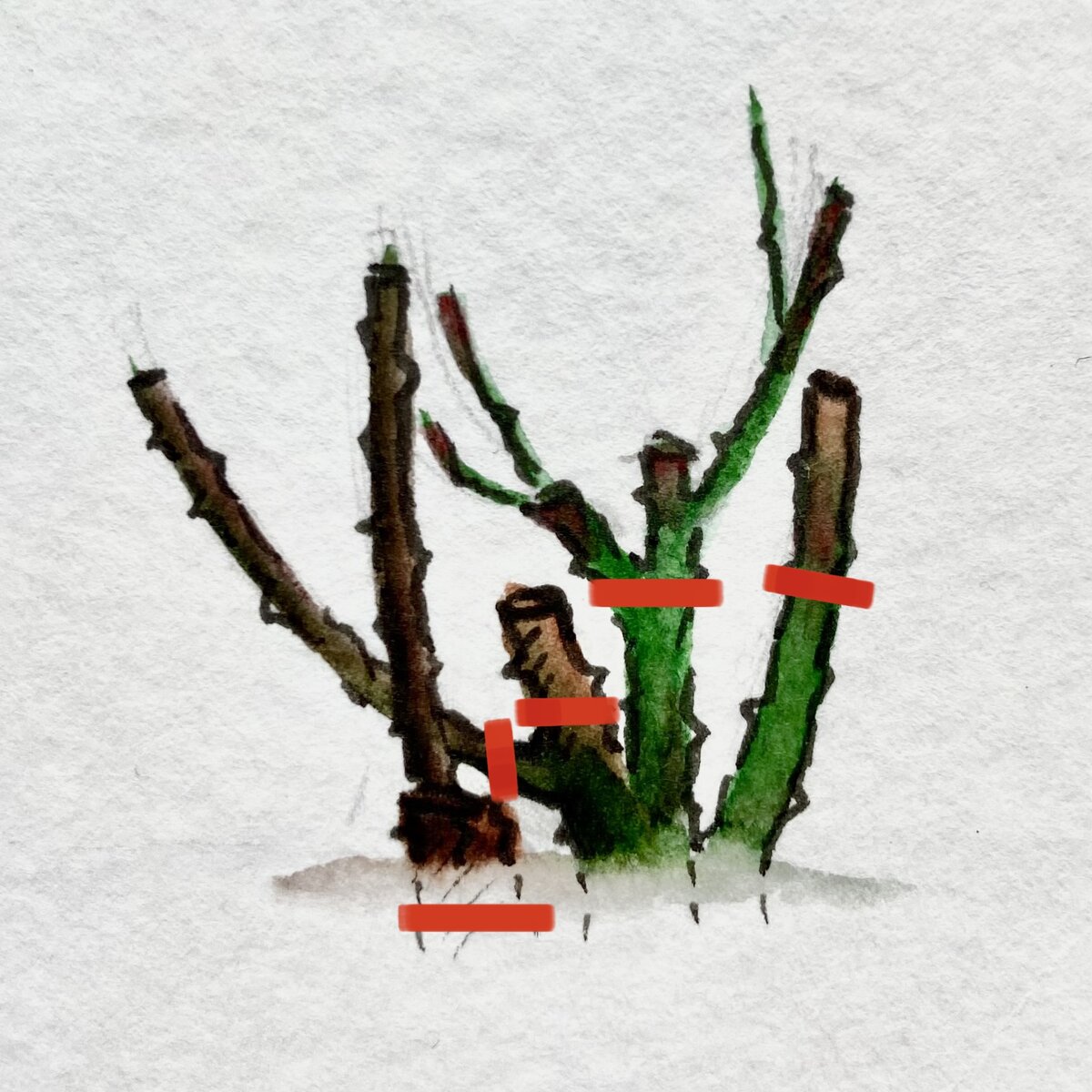 Вариант весенней обрезки старых ЧГ и флорибунда 