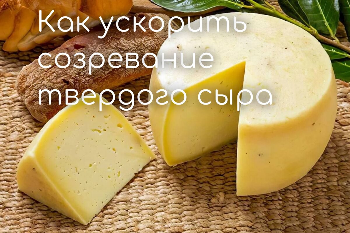 Твердый сыр побыстрее | 🧀 Ольга Лазарева - все о сыроделии 🧀 | Дзен