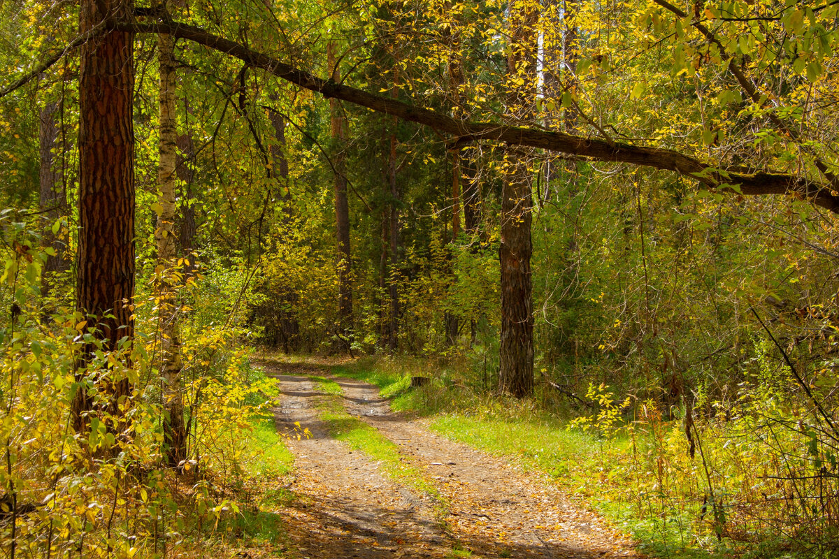 Дорожка в лесу. Фото из открытых источников.