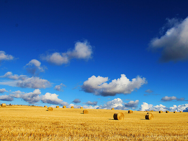 сельское хозяйство