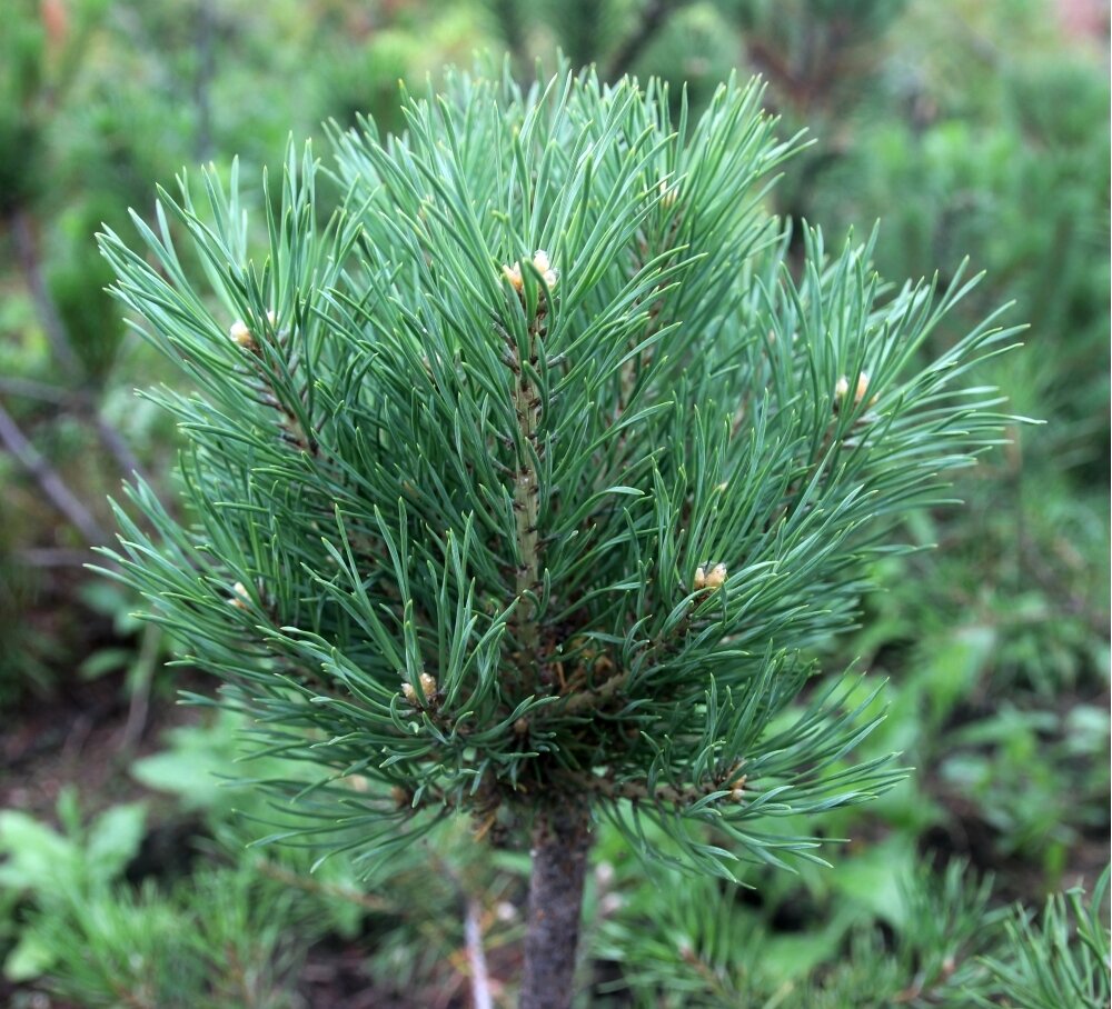 Сосна обыкновенная pinus sylvestris