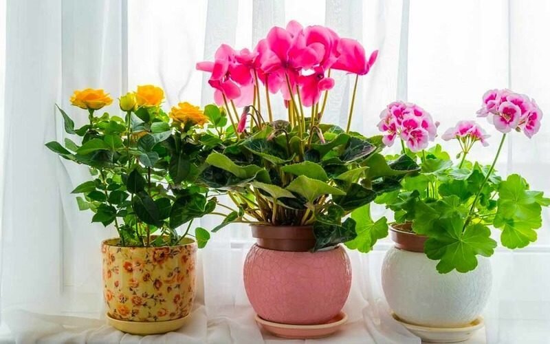 Подкормка для стимулирования цветения любых комнатных растений