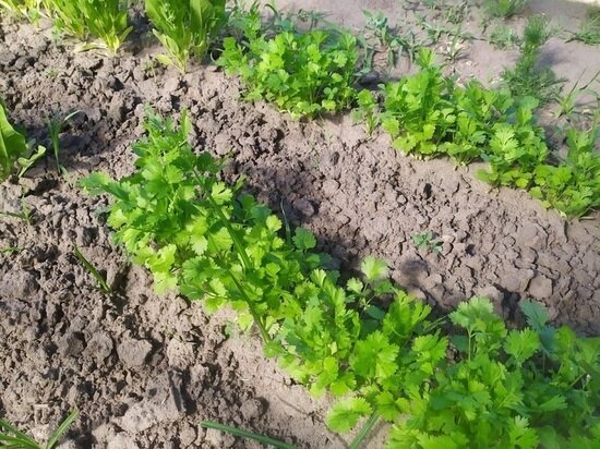     Фото: архив "МК в Калуге"