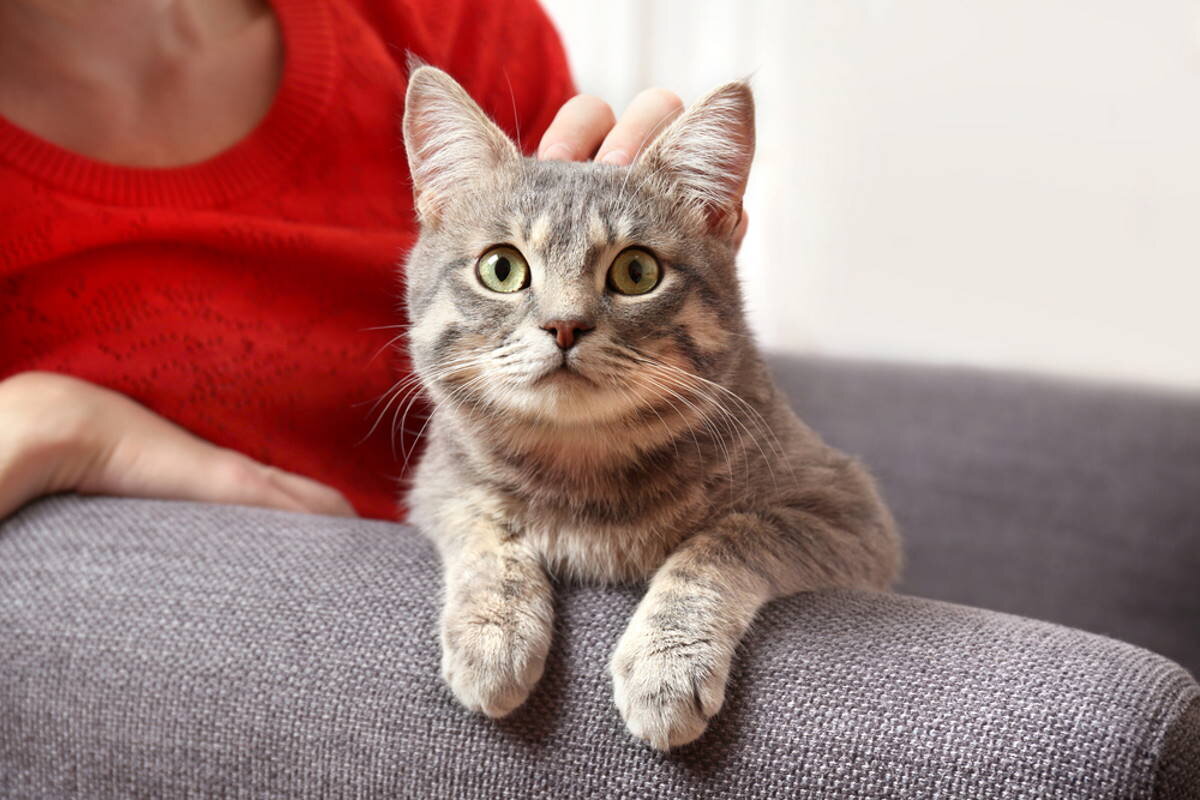 Как правильно погладить кота, чтобы он получил удовольствие