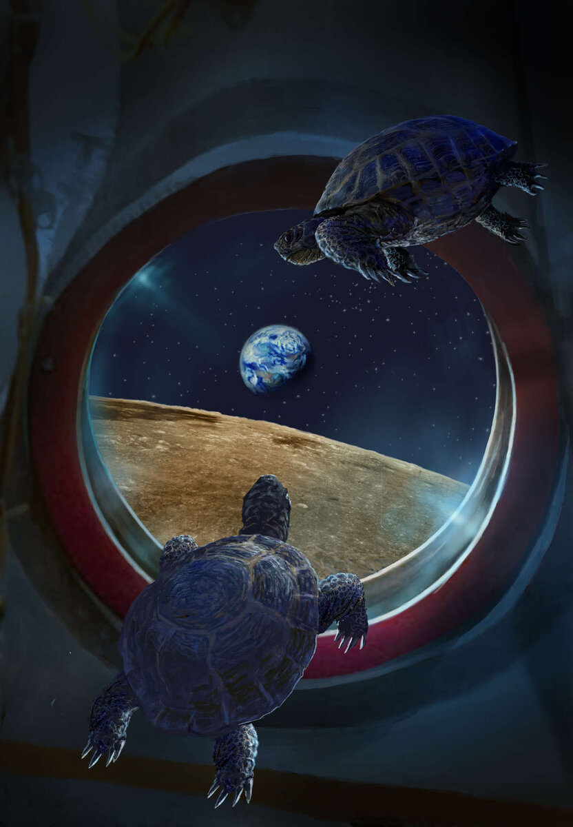 Советские черепашки увидели обратную сторону Луны