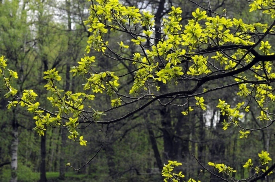     Леса осмотрят из космоса, потом с земли. Олег РУКАВИЦЫН