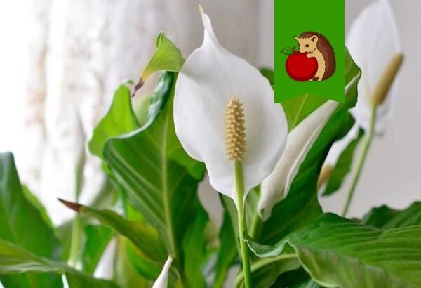 Апрель-май – традиционное время цветения спатифиллума. Впрочем, бывает, что растение зацветает еще раз осенью. Но для многих счастье и радость – если спатифиллум даст бутоны хотя бы один раз за год.